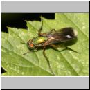 Poecilobothrus nobilitatus - Langbeinfliege m07.jpg